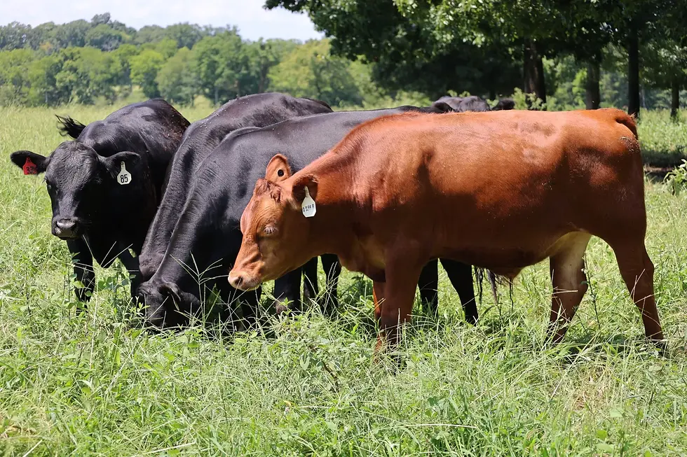 Top Challenges Livestock Farm Owners Face (and How to Overcome Them)