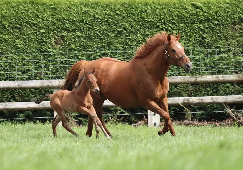 Equine Farm Insurance