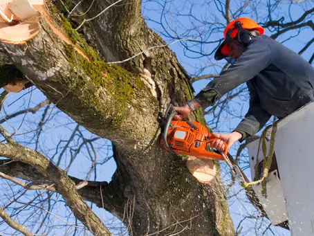 How To Get Sales for a Tree Service Business
