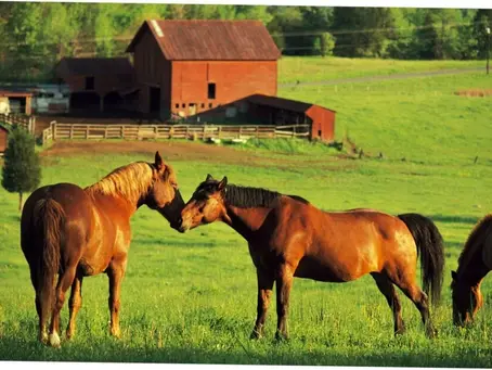 How to Market Your Equine Farm and Attract More Clients
