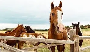 Equine Farm Business Plan Template: A Step-by-Step Guide