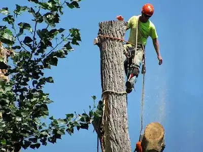 How Do I Price My Tree Service Business? 16