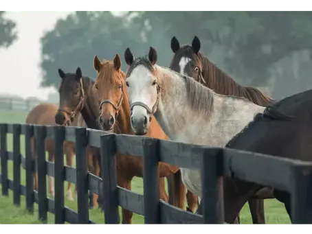 Understanding Mortality Coverage in Equine Farm Insurance