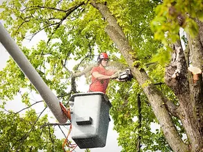 Are Arborist Certifications Required to Buy or Run a Tree Service Business?