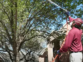 What Multiple Do Tree Service Businesses Sell For?