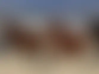 How Much Does It Cost to Start an Equine Farm? | Wexford Insurance