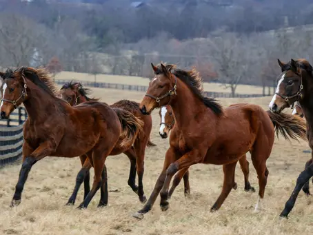 How Much Does It Cost to Start an Equine Farm? | Wexford Insurance