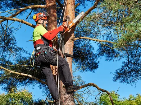How Much Does It Cost to Start a Tree Service Business?