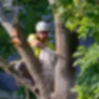 Tree Service