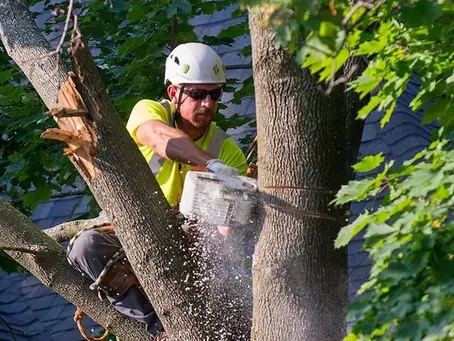 Tree Service Business Plan Template: Build & Grow Your Tree Business