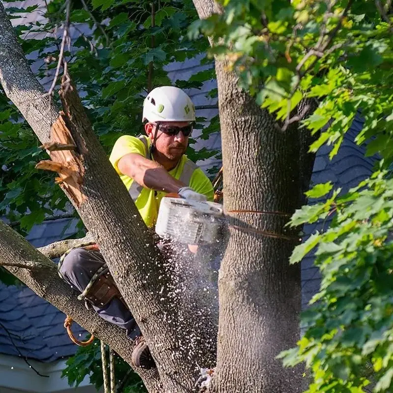 Tree Service