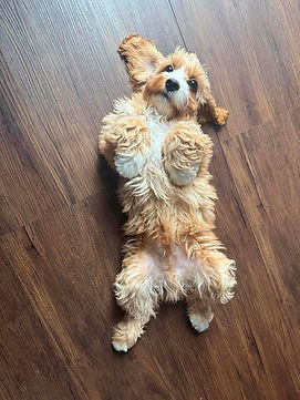 Pic mail Cockapoo.JPG