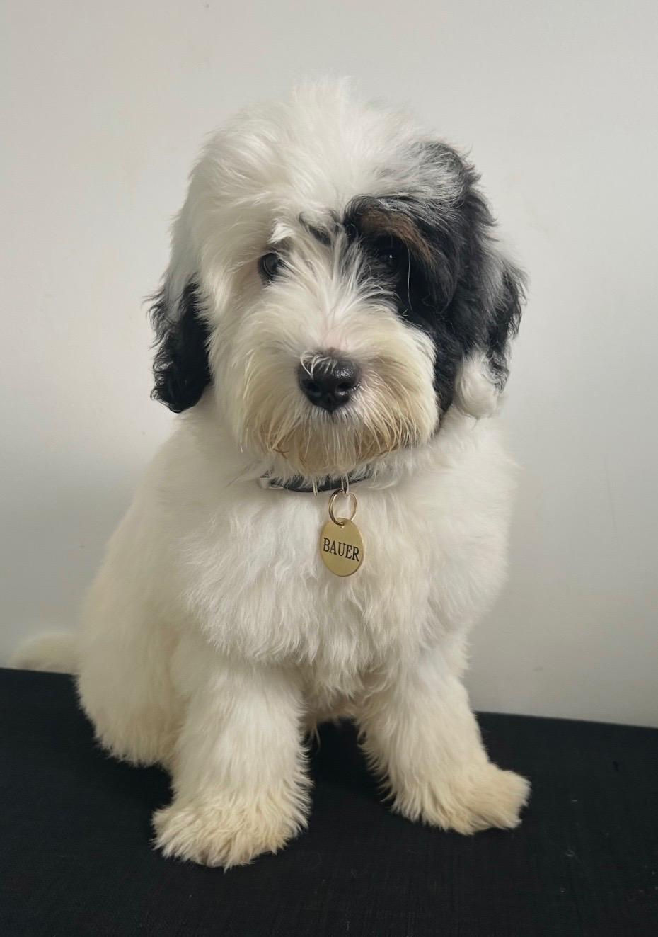 white and black bernedoodle puppy