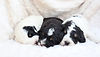 bernedoodle puppies sleeping