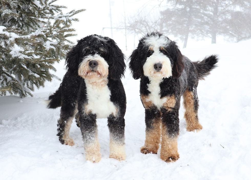 two mom tricolored bernedoodle dogs