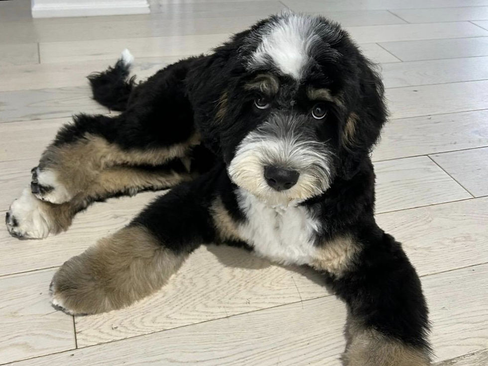tri coloured bernedoodle puppy