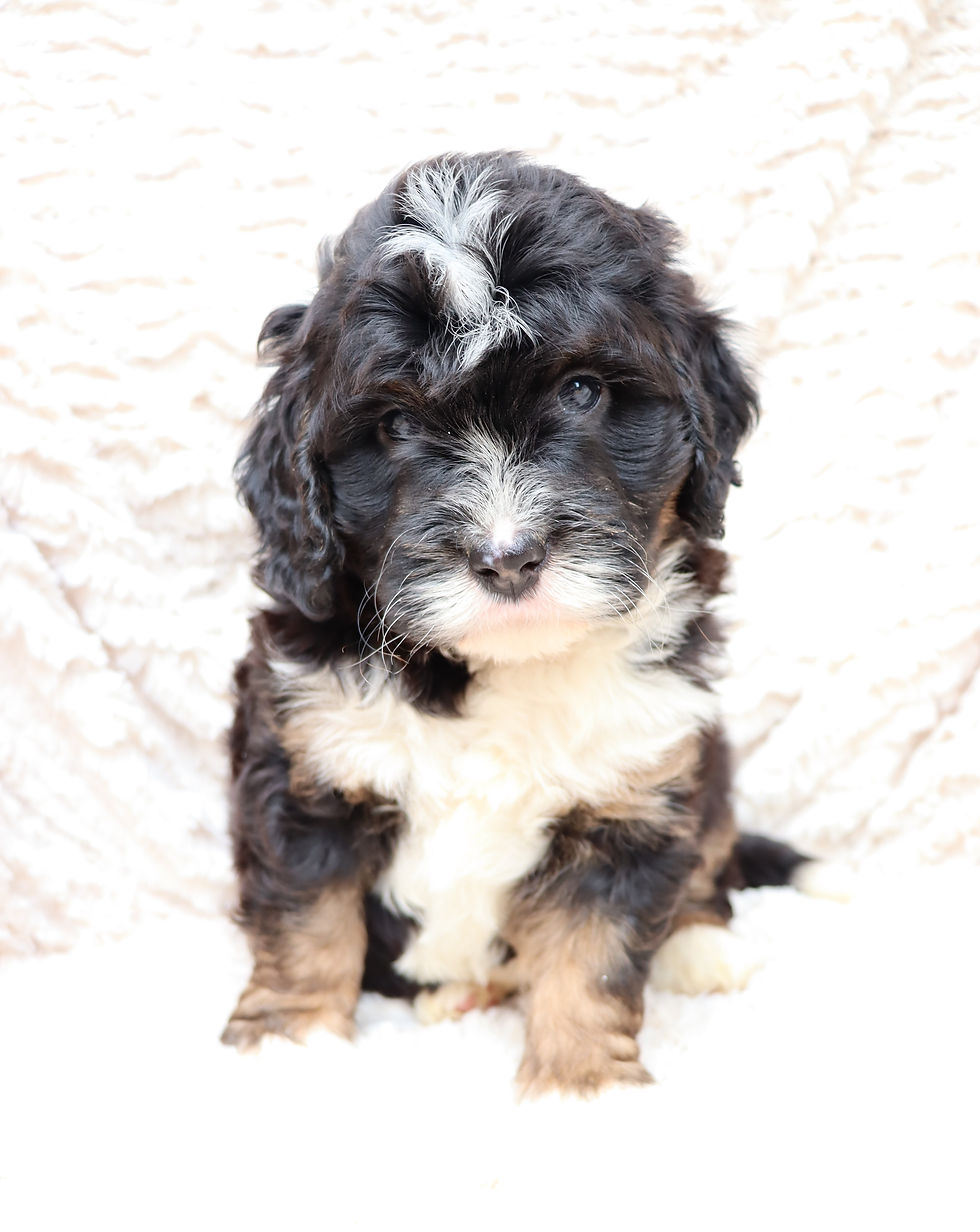 Rylee's puppies 2025.JPG