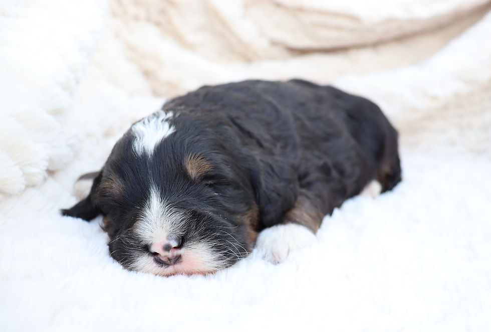 one mini bernedoodle puppy sleeping on a blanket