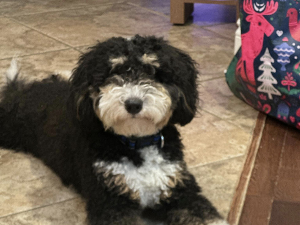 black and white bernedoodle puppy