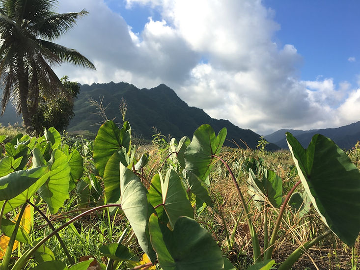 Kalo plants in Hawaii