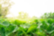 Image of a field of Kalo (taro) plants.