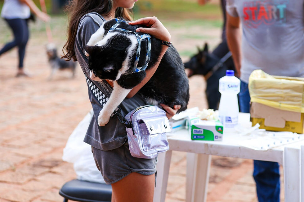 Gatos e cães devem ser vacinados contra a raiva – Foto: Regiane Rocha