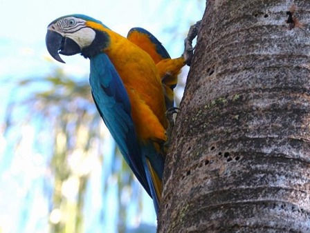 Fauna registrada no Parque dos Povos Indígenas pelo Projeto Sussuapara Conecta - Foto: Wanieulli Pascoal