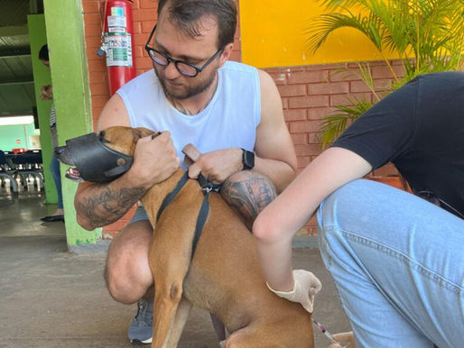 Cães e gatos são vacinados contra raiva pela Prefeitura de Palmas neste sábado, 26