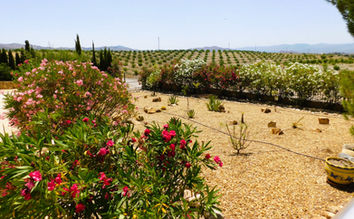 Views across towards almond orchard