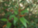 Euphorbiaceae.jpg
