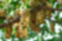 fruits-Southeast-Asia.jpg