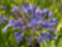 Agapanthus.webp