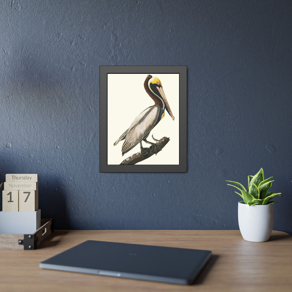 Thumbnail: Pelican - Framed Paper Posters