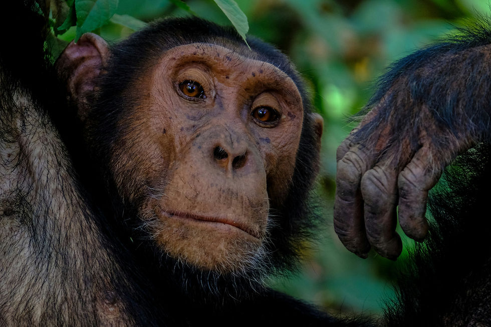 chimp.jpg