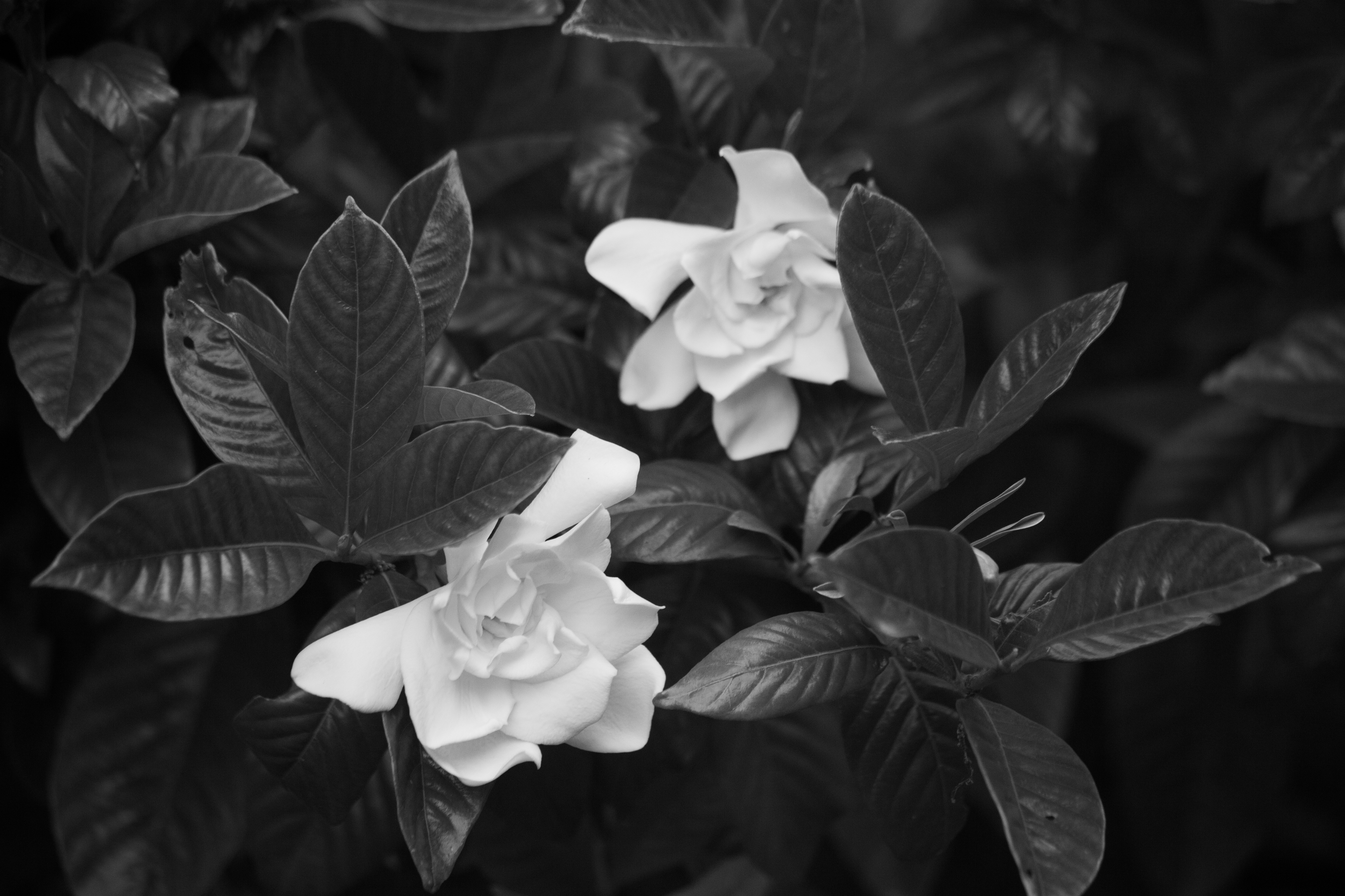 Flower in Black and White in the garden