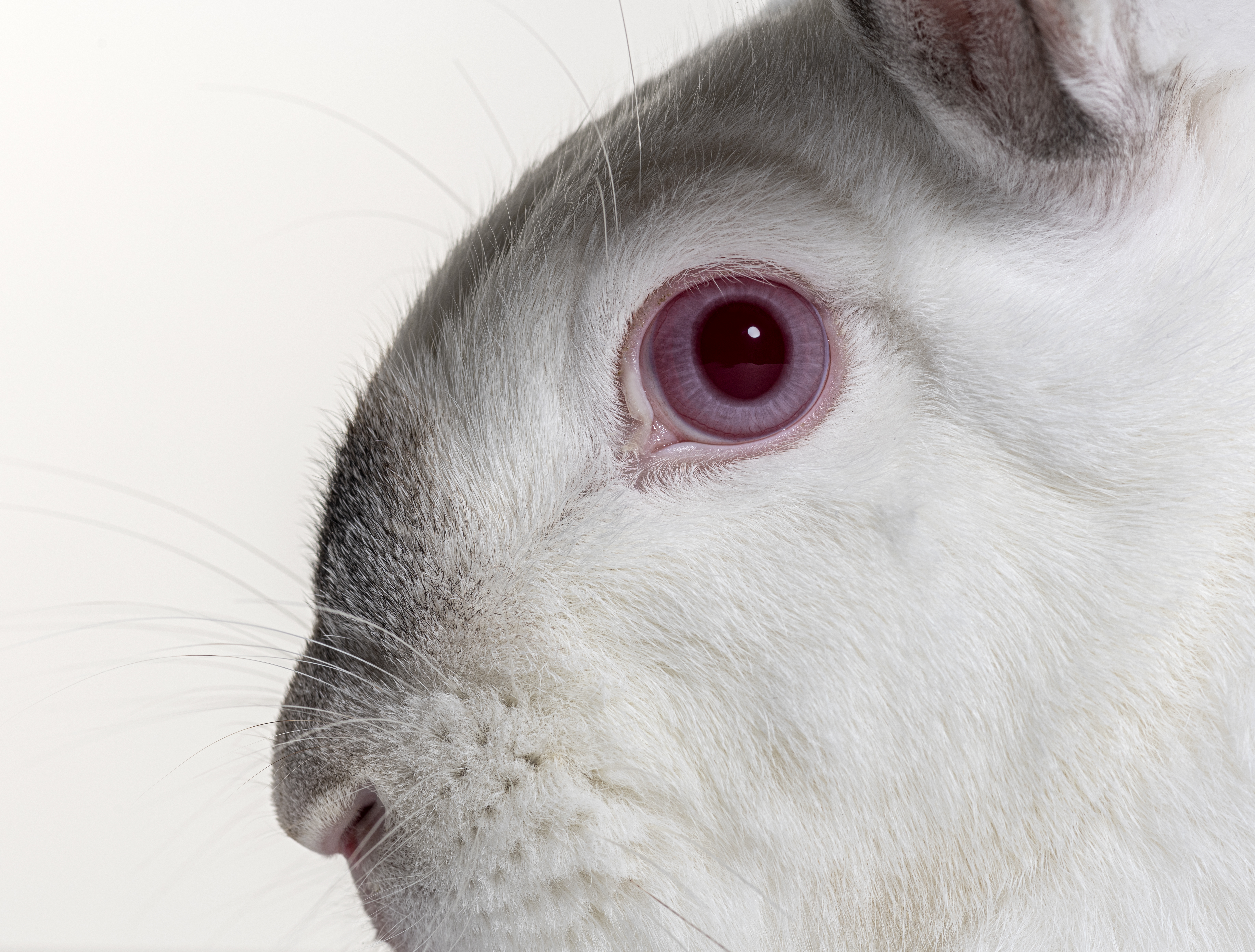 Clse-up on a albinos eye of a Crossbreed rabbit