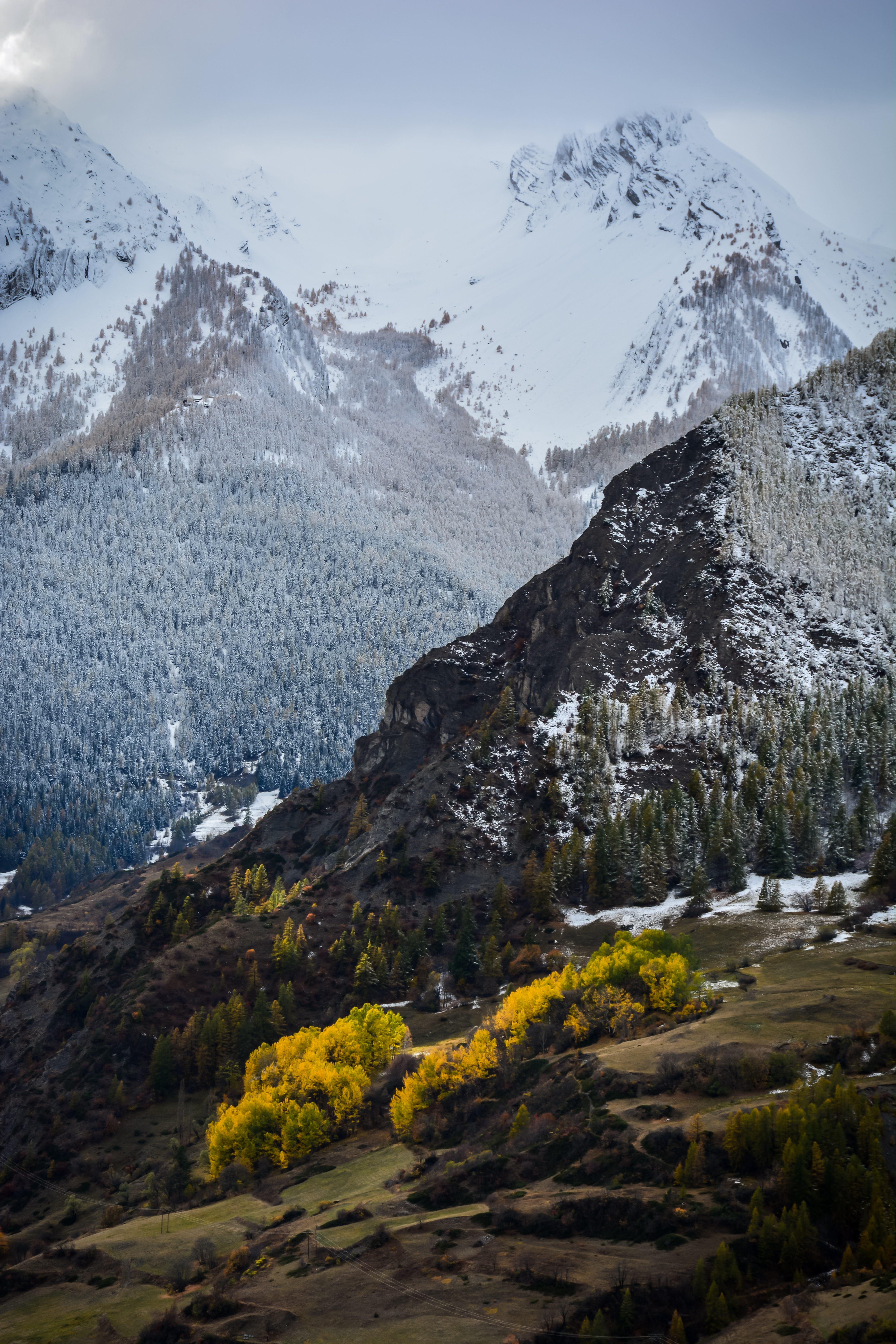 Les trembles en automne