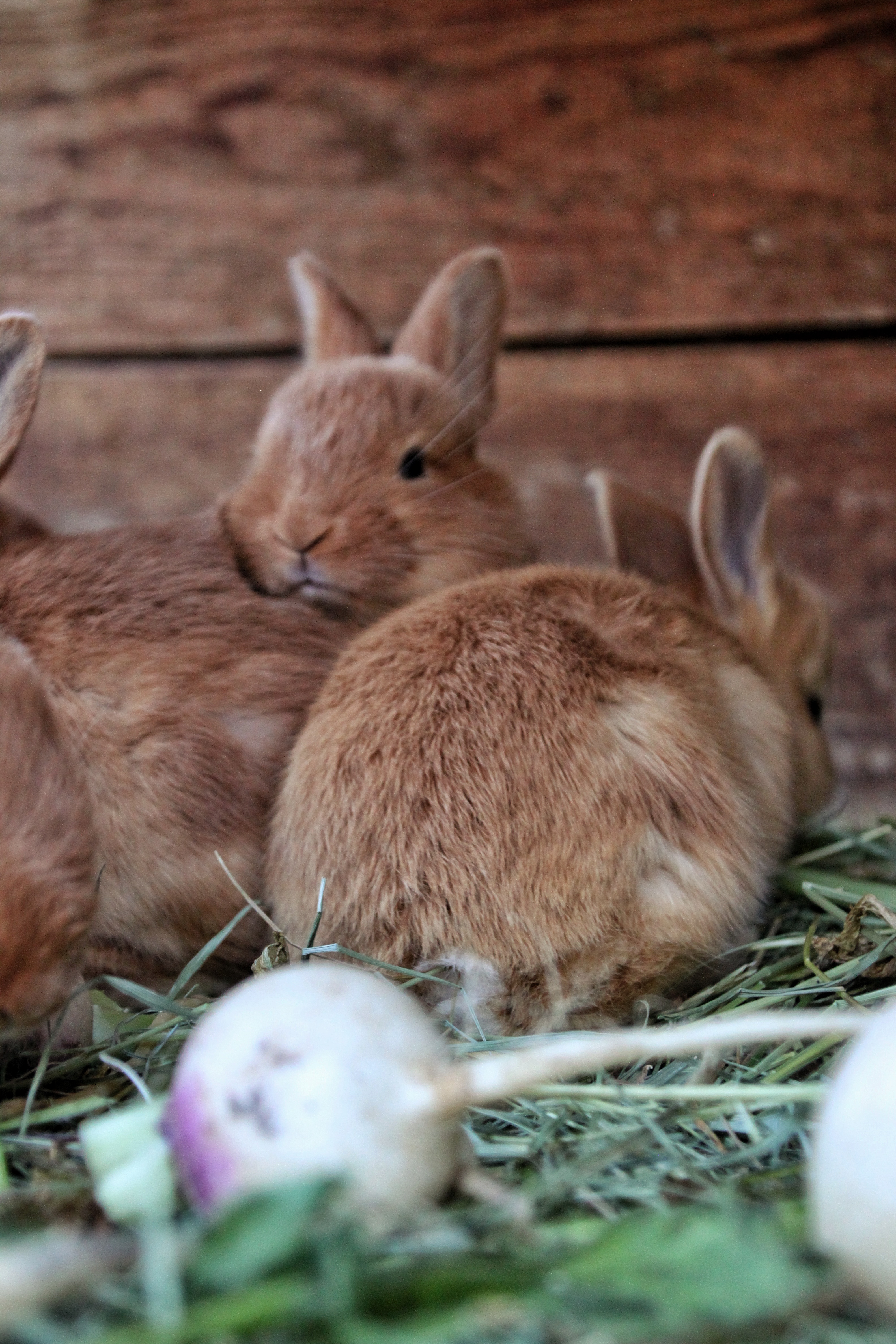 Nos lapins (toujours non comestibles!)
