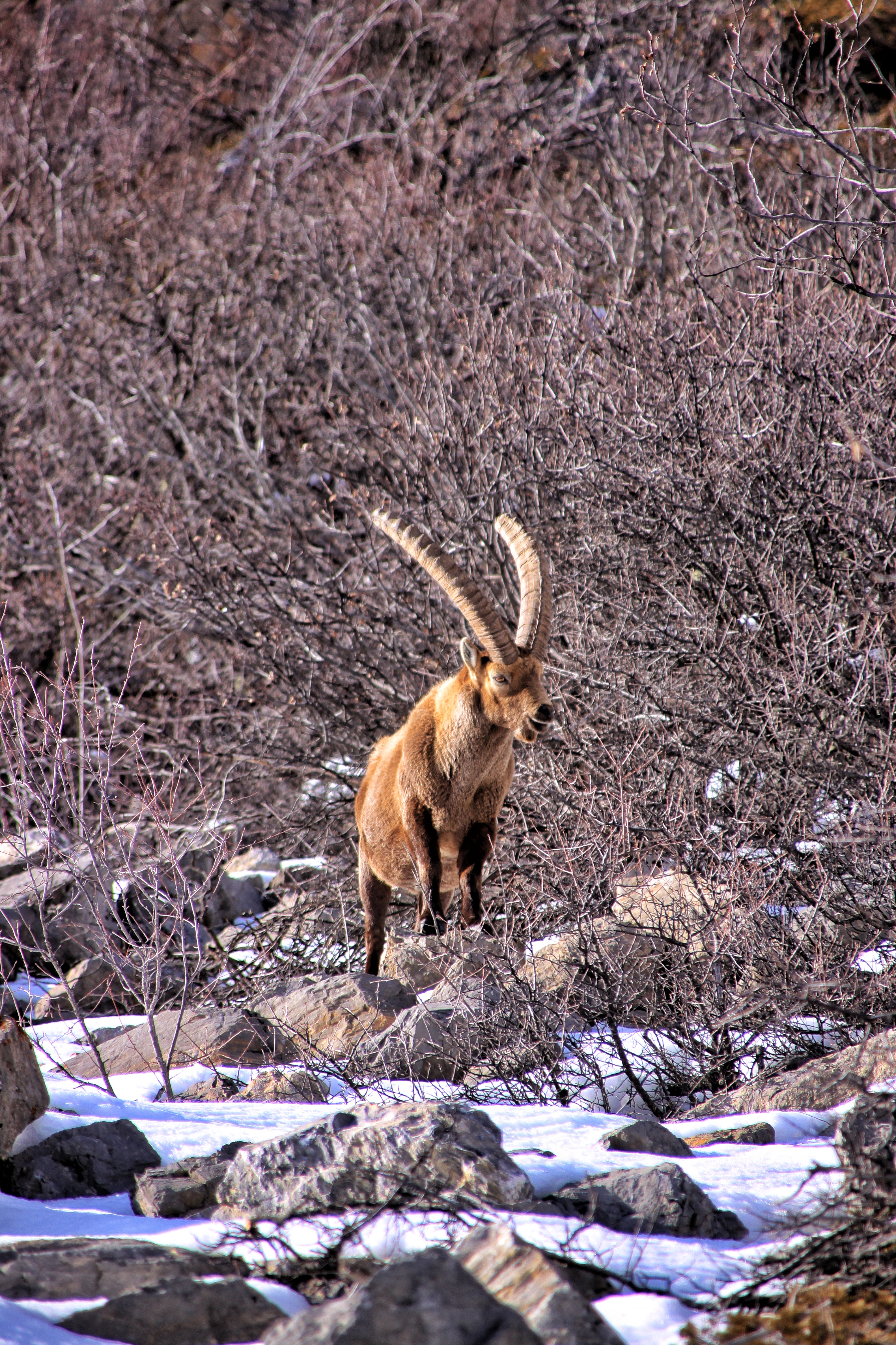 Un bouquetin dans le vallon de Serenne