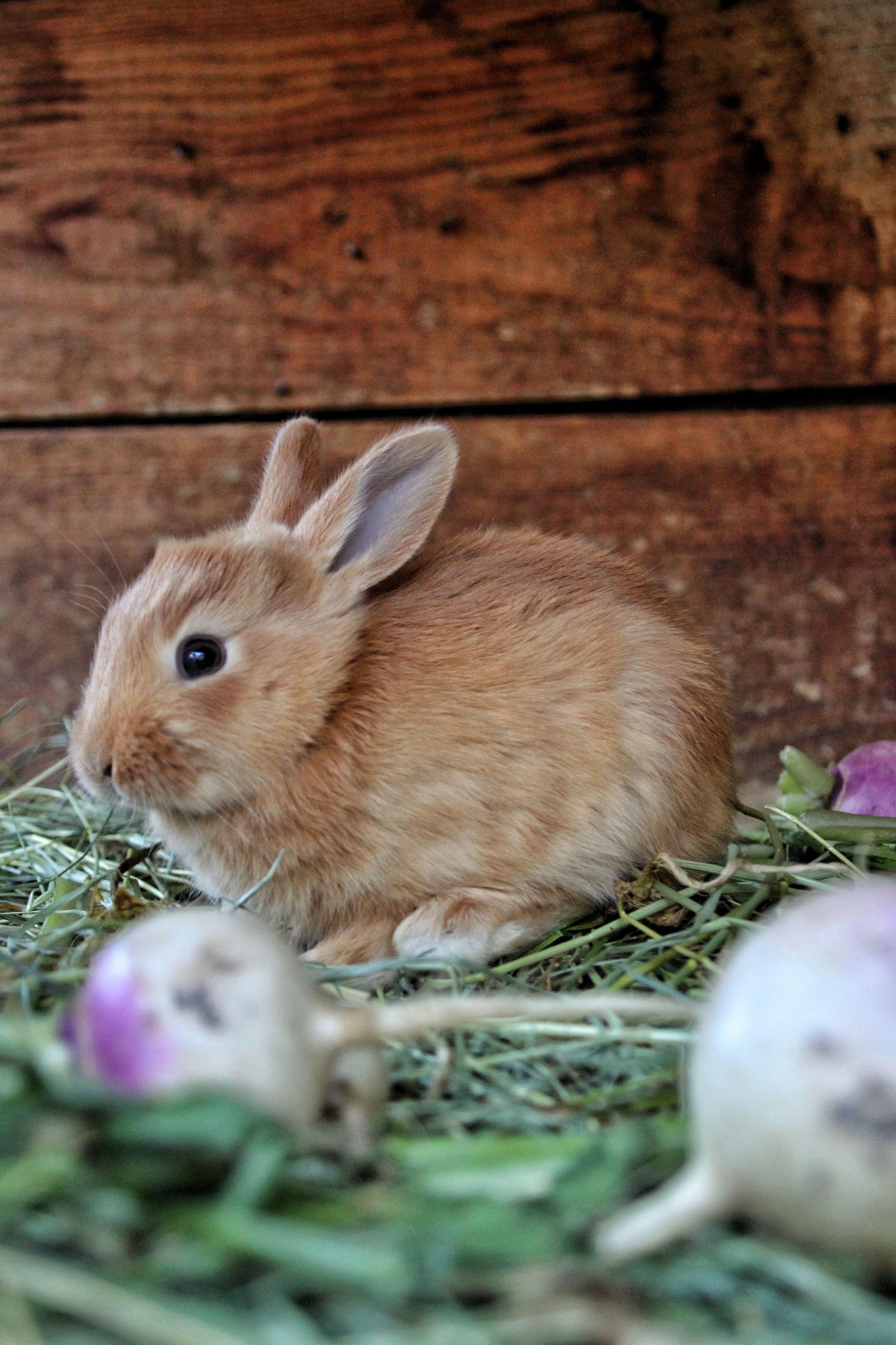 Les lapins de Fouillouse (non comestibles)