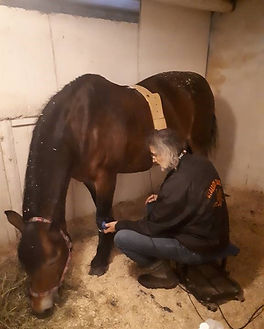 2021 Cold blooded trotting horse.jpg