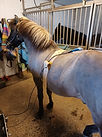 2022 June Icelandhorse.jpg
