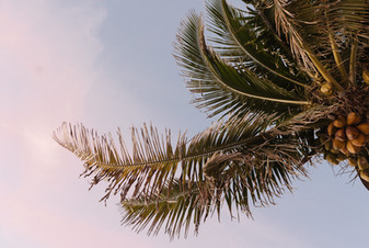 Palm tree with sunrise colors at the beach 