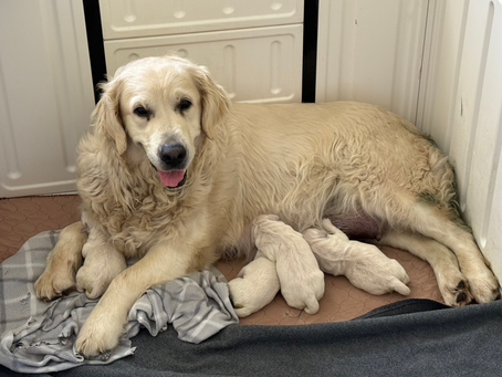 We have puppies!