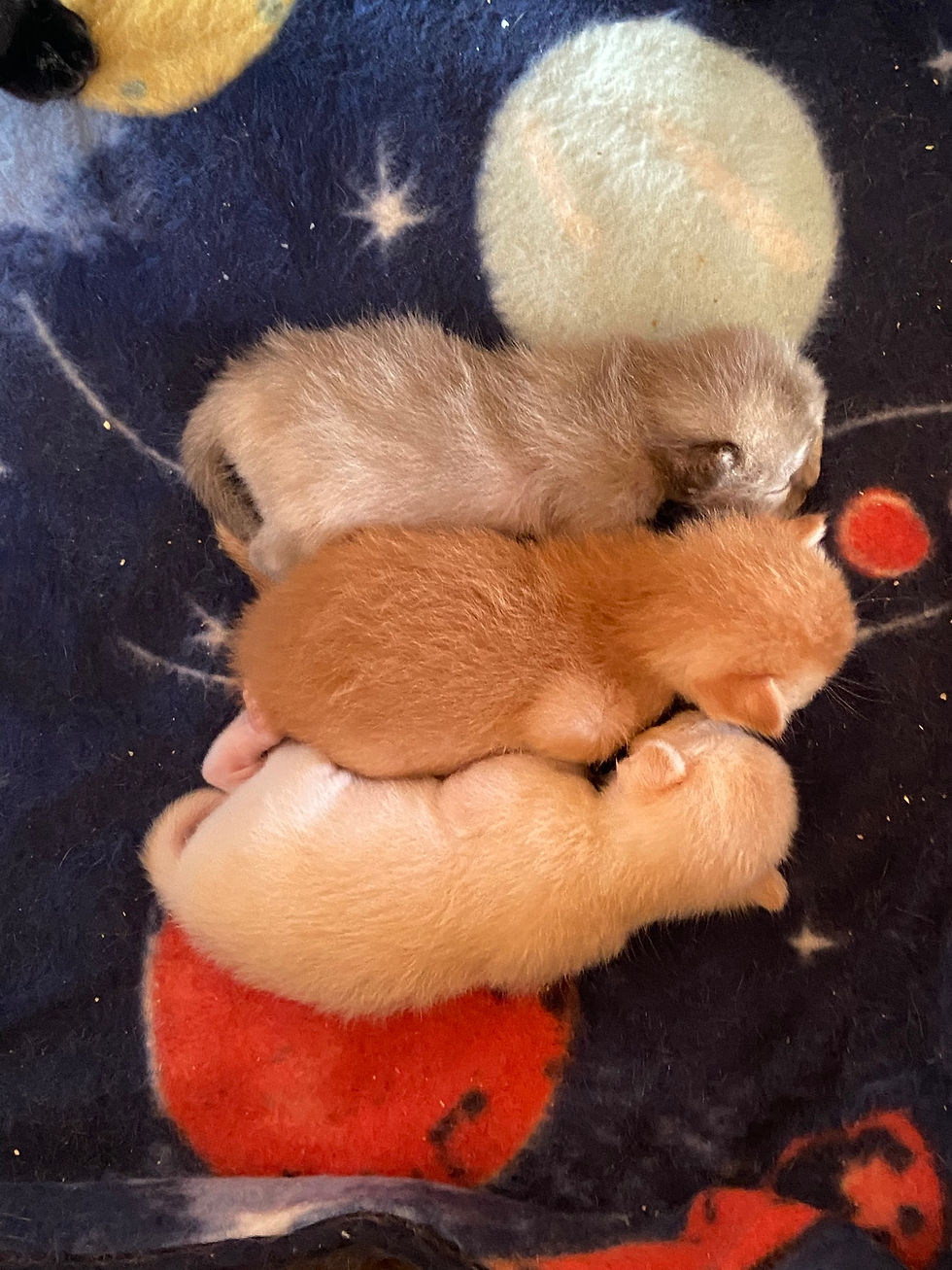 What Skills Do You Need to Be a Modern-Day Cat Breeder?