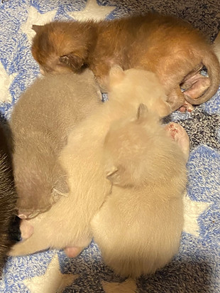 may 2026 litter 2 weeks .JPEG