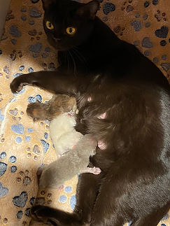 2026 mini and babies .JPEG