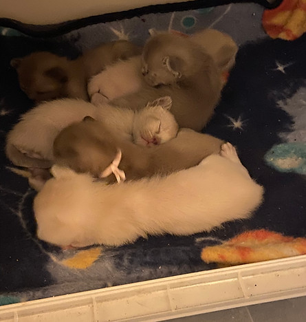 2026 may litter .JPEG