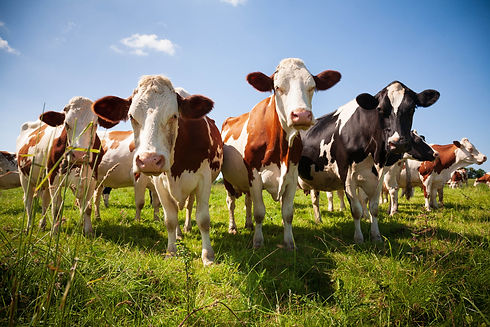 Dairy Cows in Field.jpg