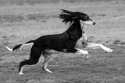 Running Sakuki Dog